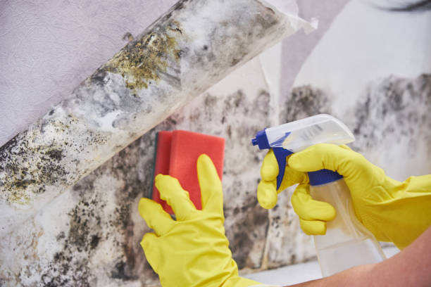 Why You Should Choose Our Mold Remediation Services in Alondra Park, CA